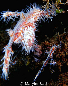 Pair of Ornate Ghost Pipefish by Marylin Batt 